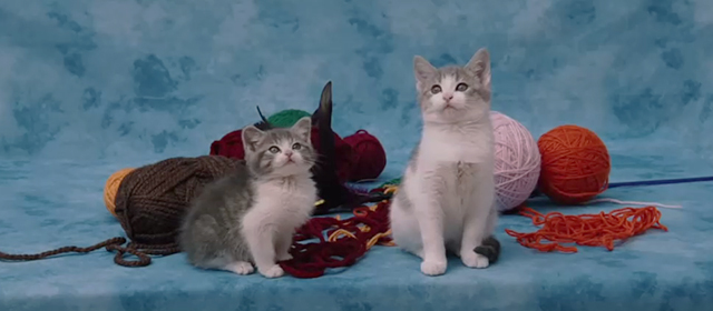 Anchorman 2 - gray and white kittens in photo shoot