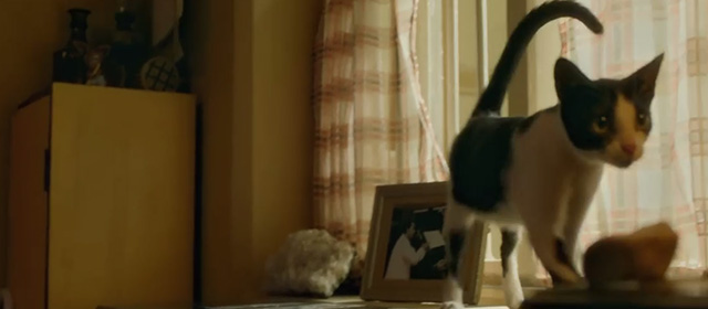 AndhaDhun - tuxedo cat Rani walking on piano