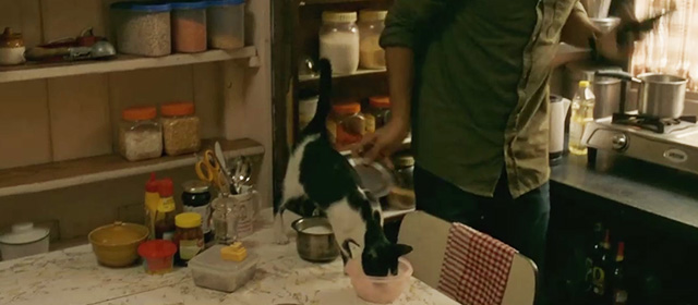 AndhaDhun - tuxedo cat Rani drinking milk from bowl on table