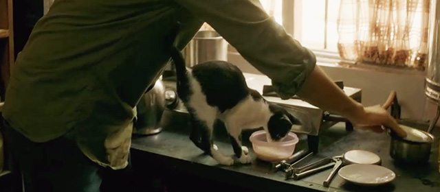 AndhaDhun - tuxedo cat Rani drinking milk on kitchen counter