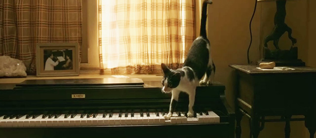 AndhaDhun - tuxedo cat Rani stepping onto keys of piano
