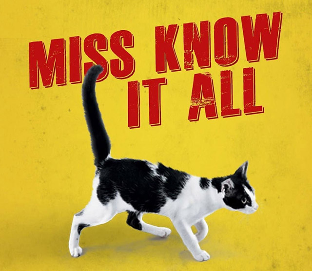 AndhaDhun - tuxedo cat Rani with words Miss Know it All on yellow poster