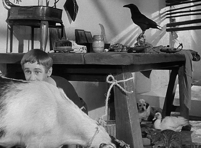 Androcles and the Lion - Alan Young hiding behind goat with other animals including tabby cat wearing eye patch