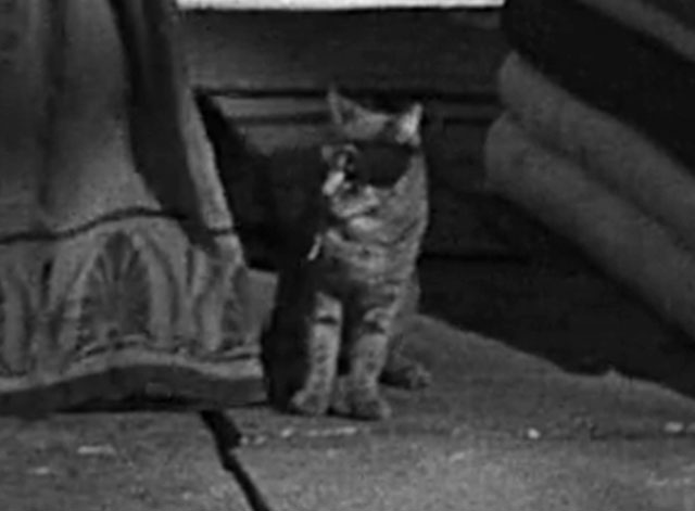 Androcles and the Lion - tabby cat wearing eye patch despite appearing to have two good eyes