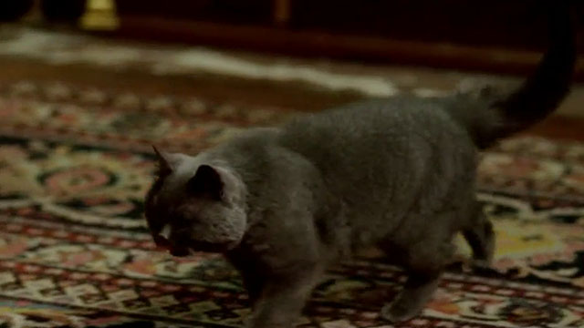 Angel - blue shorthair cat running across carpeted floor