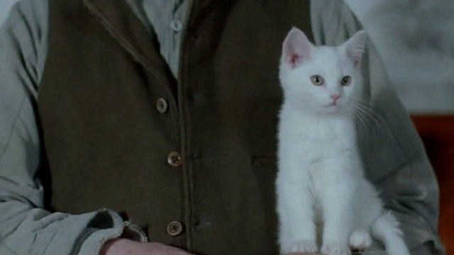 Angel - shorthair white kitten Silky Boy