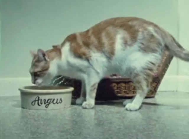 Angus Lost - tabby and white cat eating from dog bowl