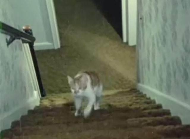 Angus Lost - tabby and white cat running up stairs