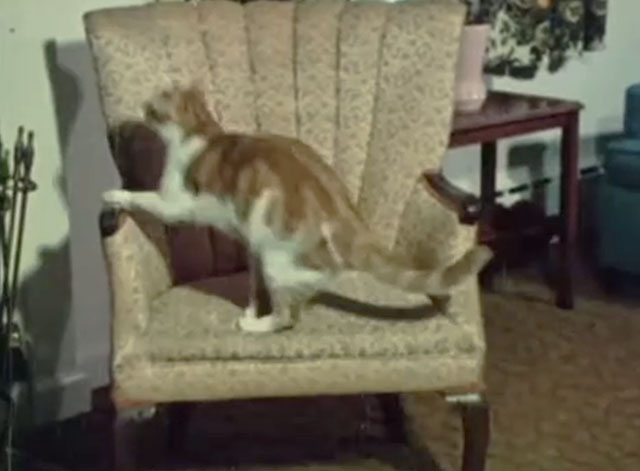 Angus Lost - tabby and white cat on chair