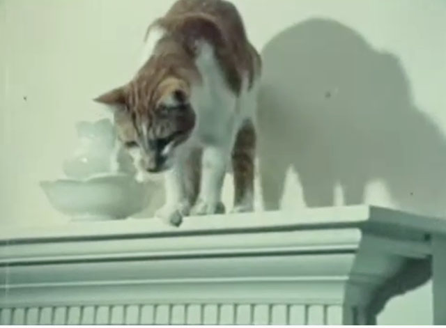 Angus Lost - tabby and white cat on mantel