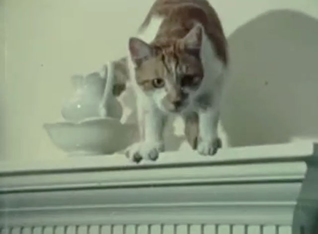 Angus Lost - tabby and white cat on mantel