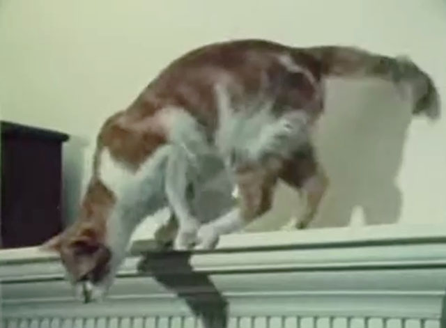 Angus Lost - tabby and white cat jumping down from mantel