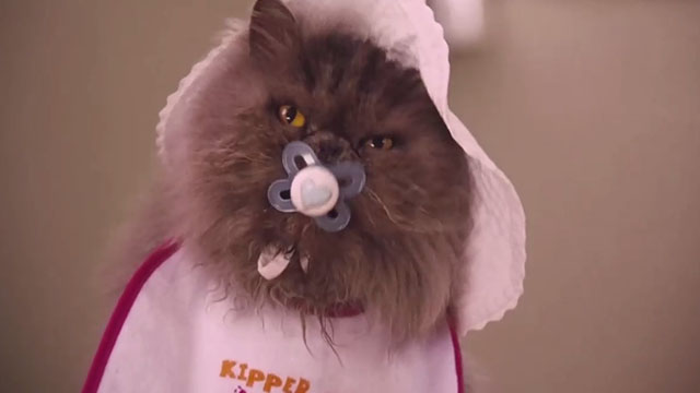 Angus, Thongs and Perfect Snogging - Smokey Persian Angus with pacifier in mouth