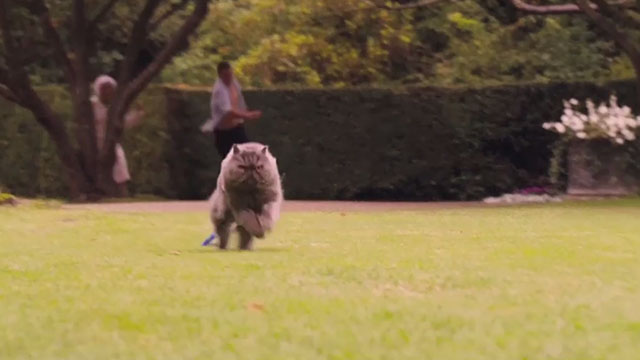 Angus, Thongs and Perfect Snogging - Smokey Persian Angus running across grass