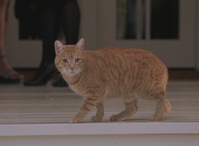 The Animal (2001) - Cinema Cats