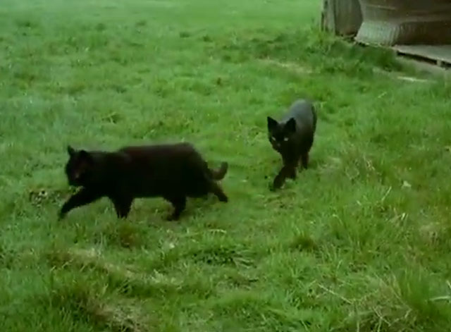 Animal Sanctuary - two black cats at Ferne Animal Sanctuary