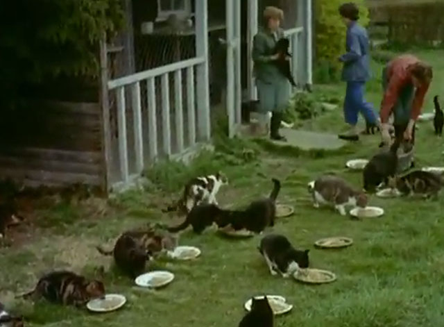 Animal Sanctuary - numerous cats being fed at Ferne Animal Sanctuary