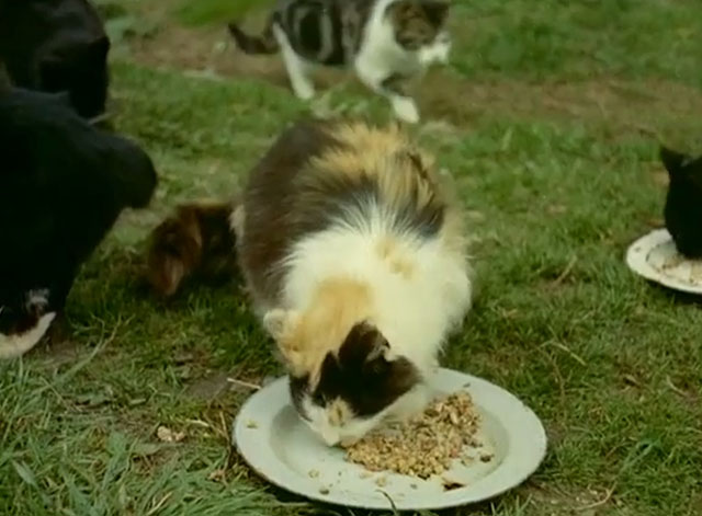 Animal Sanctuary - longhair calico cat being fed at Ferne Animal Sanctuary