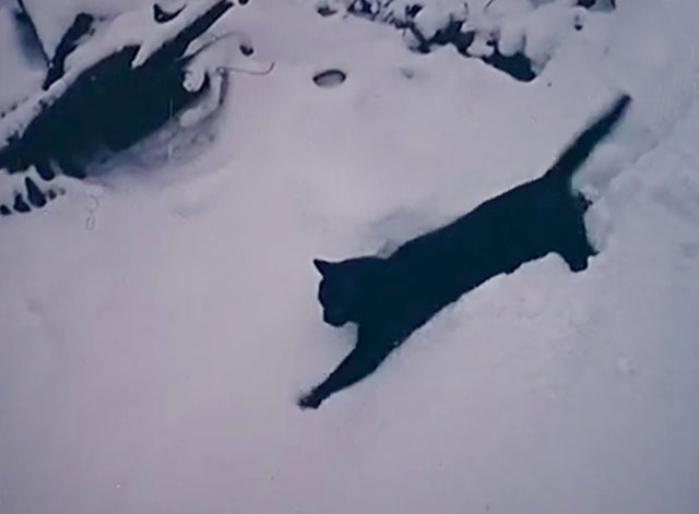 Animals in the Snow - black cat walking through snow drifts