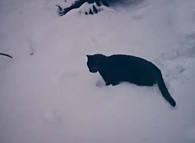 Animals in the Snow - black cat walking through snow drifts