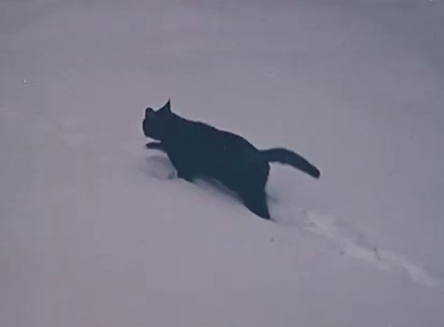 Animals in the Snow - black cat walking through snow drifts