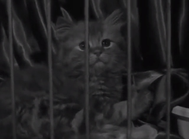 Annual Cat Show in Amsterdam 1965 - long-haired kitten in cage