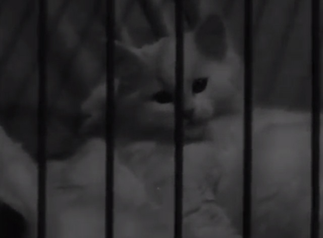 Annual Cat Show in Amsterdam 1965 - white Angora kitten in cage