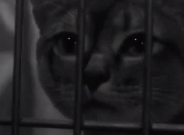 Annual Cat Show in Amsterdam 1965 - close up of cat face in cage