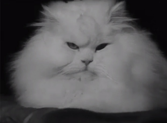 Annual Cat Show in Amsterdam 1965 - white Persian cat on cushion