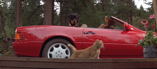 Another Stakeout - ginger tabby cat standing near sportscar with rotweiller dog Archie inside