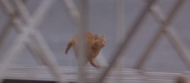Another Stakeout - ginger tabby cat running