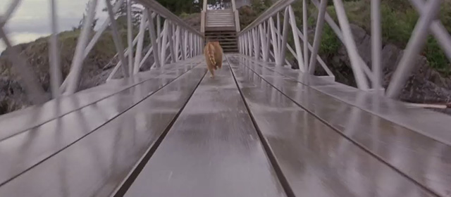 Another Stakeout - ginger tabby cat running across bridge