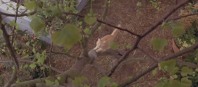 Another Stakeout - ginger tabby cat running up tree