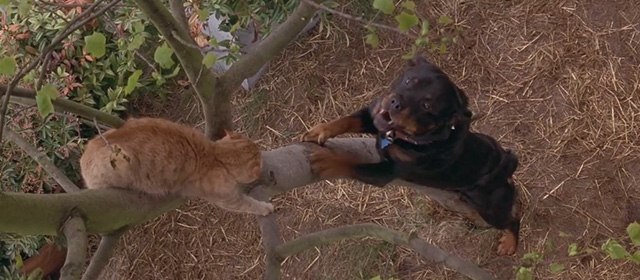 Another Stakeout - ginger tabby cat in tree being barked at by rotweiller dog Archie