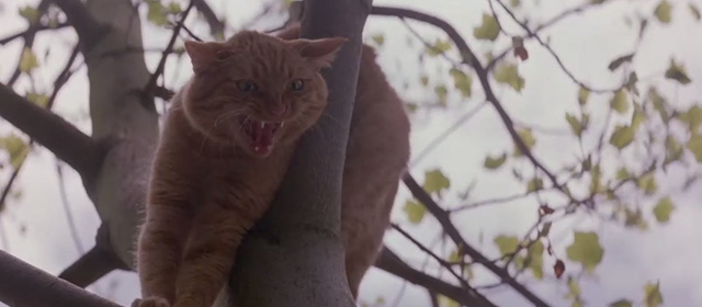 Another Stakeout - ginger tabby cat in tree hissing