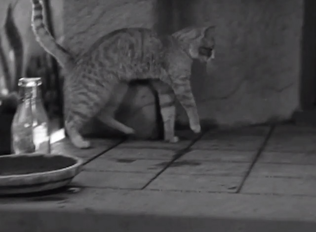 Another Wild Idea - tabby cat on porch