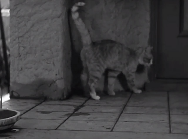 Another Wild Idea - tabby cat on porch