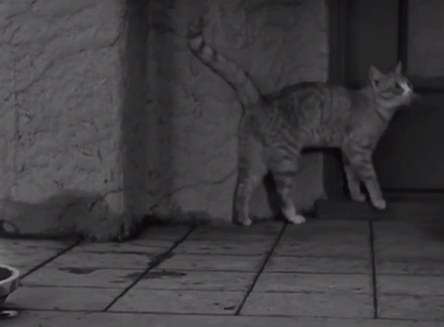 Another Wild Idea - tabby cat on porch