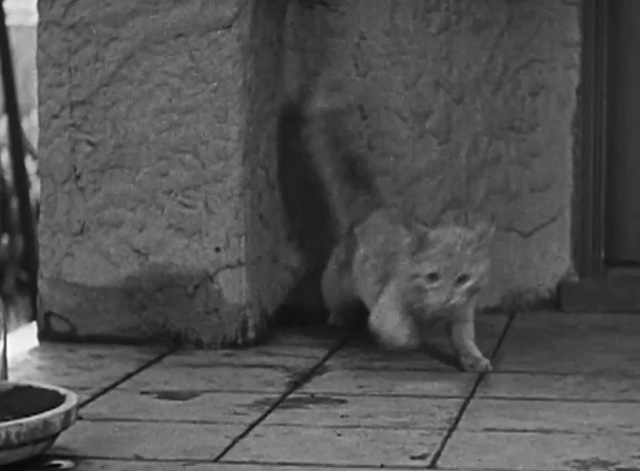 Another Wild Idea - tabby cat running off porch