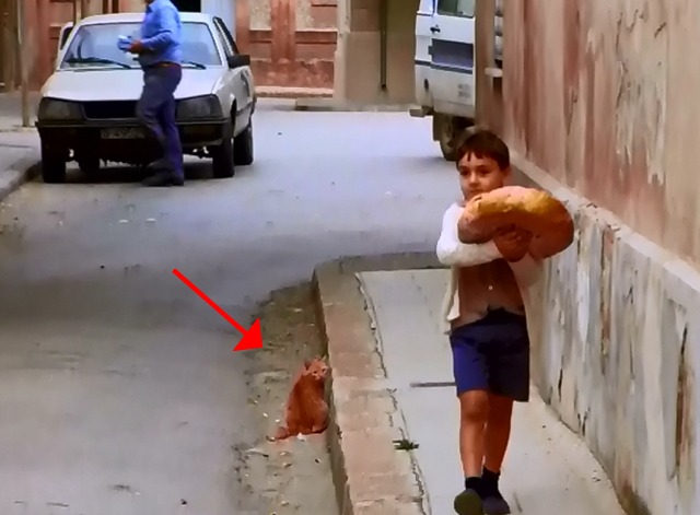 Antonio Gaudí - orange cat watches boy with bread passing