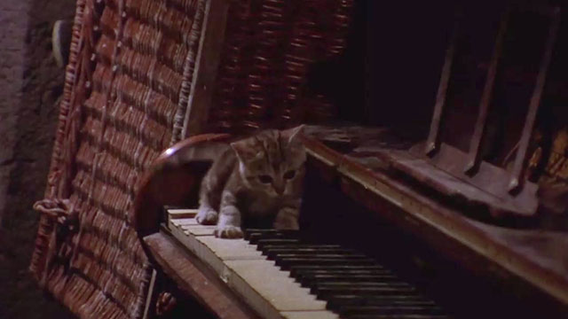 Antropophagus - tabby kitten on piano keys