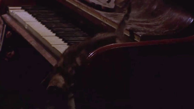Antropophagus - tabby kitten about to jump down from piano keys