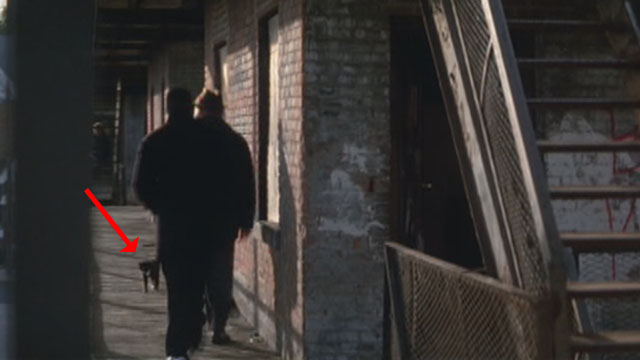 Antwone Fisher - black and white cat on walkway