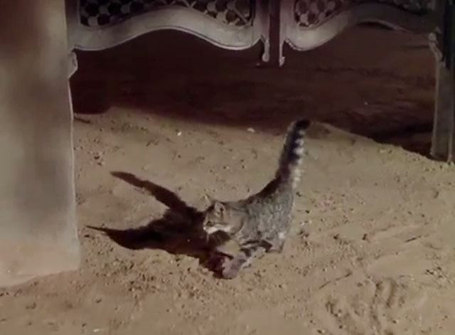 Apache Drums - grey tabby kitten