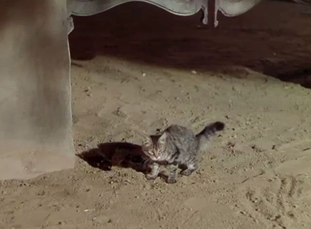 Apache Drums - grey tabby kitten