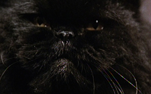 Apartment Zero - black cat close up