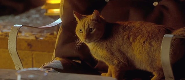 Apt Pupil - ginger tabby cat Timmy in chair