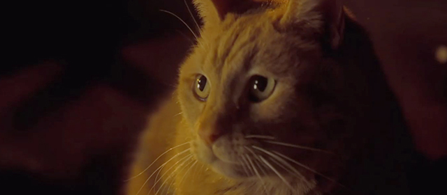 Apt Pupil - ginger tabby cat Timmy