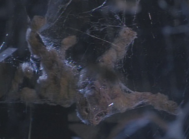 Arachnophobia - cat corpse in spider web