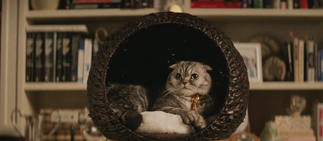 Argylle - silver tabby Scottish fold cat Alfie Chip sitting on cat tree